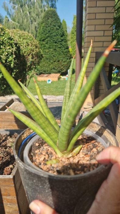 сансевієрія wendy , marsha anjany