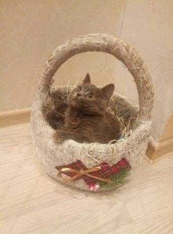Котёнок-мальчик в заботливые руки