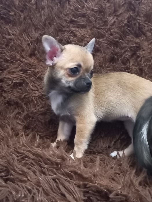 Цуценята Чіхуахуа стандарт