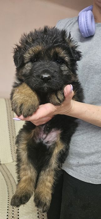 Owczarek Niemiecki Długowłosy