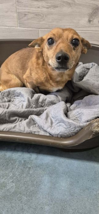 Mały chłopak w typie jamnika do adopcji