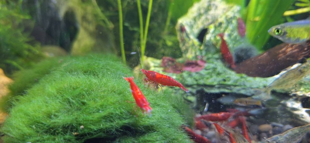 Krewetka Neocaridina  Bloody Mary