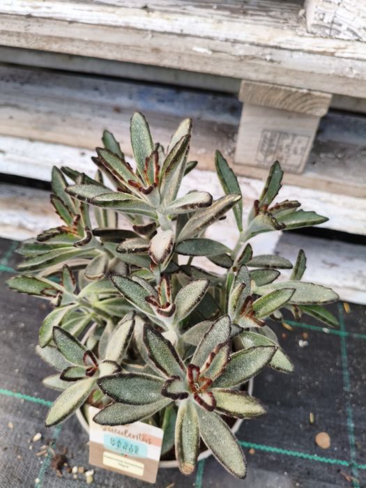 kalanchoe tomentosa nigra - planta em vaso