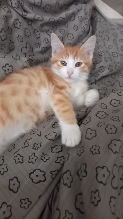 Кошеня у добрі руки