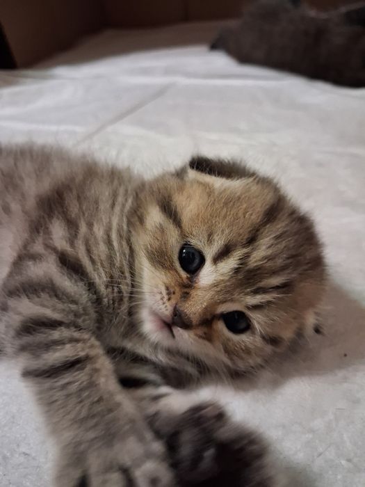 Шотландські кошенята Скоріш Страйт Скоріш Фолд