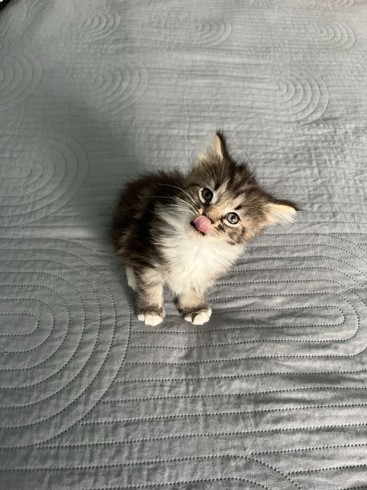 Maine Coon Kociak