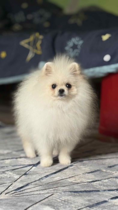 Дівчинка померашка