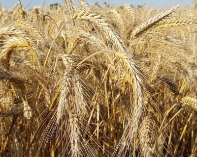 Sprzedam pszenicę, pszenzyto, owies i jeczmień