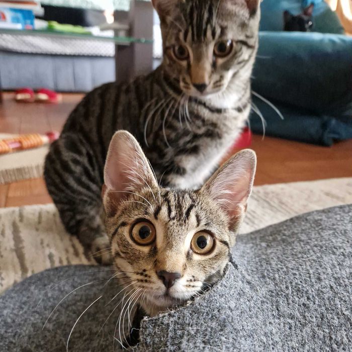 Młode koty szukają stałego domu - Trójmiasto i okolice