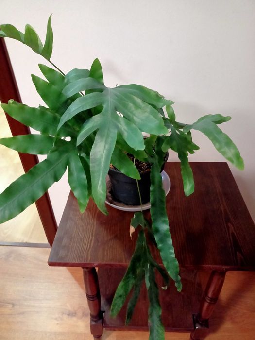 Paproć kwiat doniczkowy