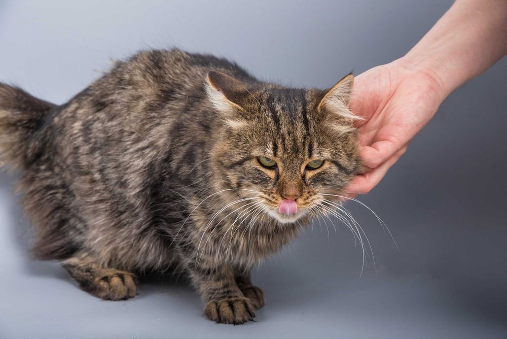 Молодий котик, кіт Грей в пошуках дому, 1 рік, стерилізований