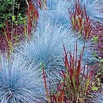 Zestaw traw ozdobnych