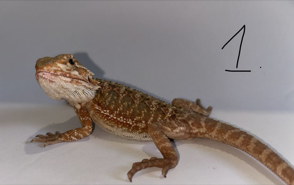 Młode Agamki Brodate