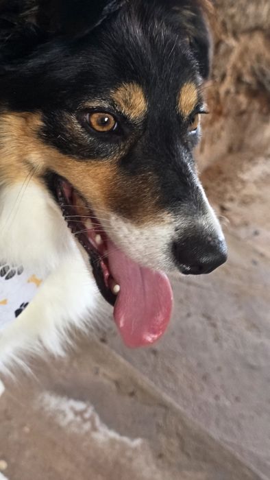 Border Collie tricolor fêmea
