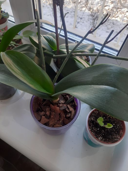 Отцвівші орхідеї.