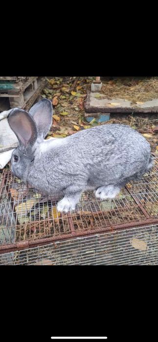 Кролики великаны!!!