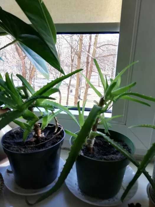 Kwiaty Doniczkowe- Mięta. Aloes. Drzewko. Szczęścia- grubosz zamiana