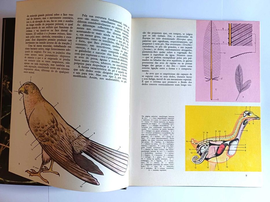 Enciclopédia do reino animal, vol 6 - sobre Aves, Verbo Juvenil 1970
