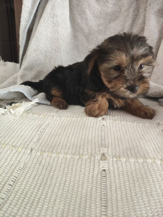Yorkshire Terrier