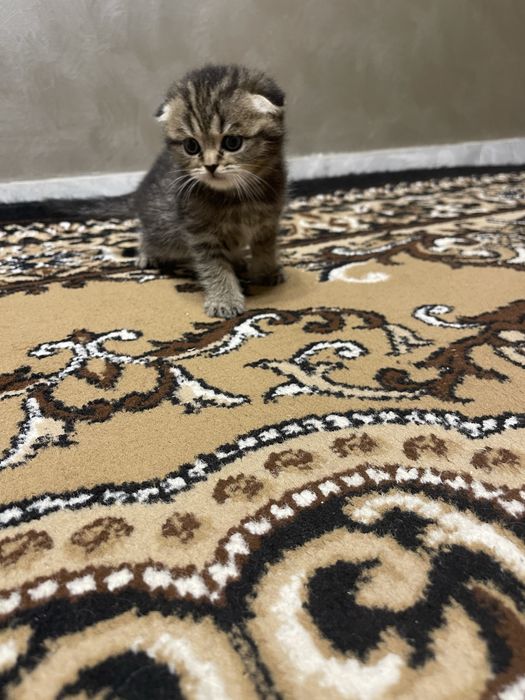 Шотландські кошенята