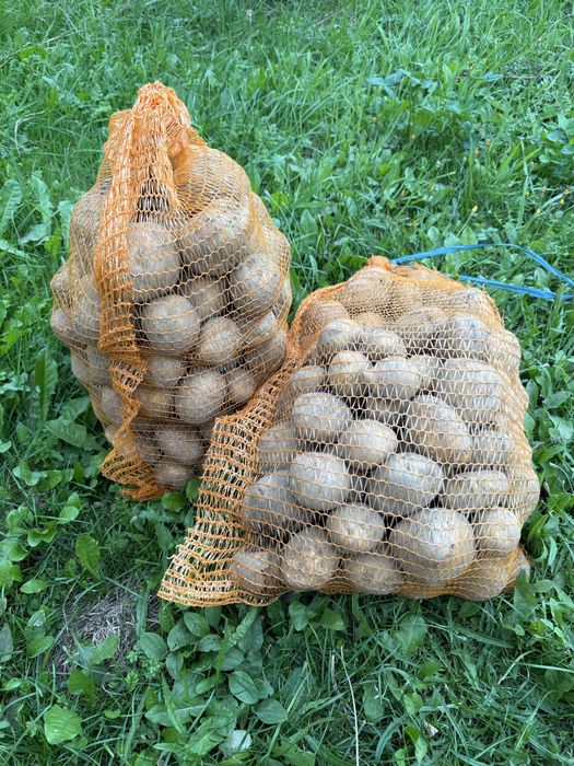 Sprzedam ziemniaki ricarda , denar , jubilat.