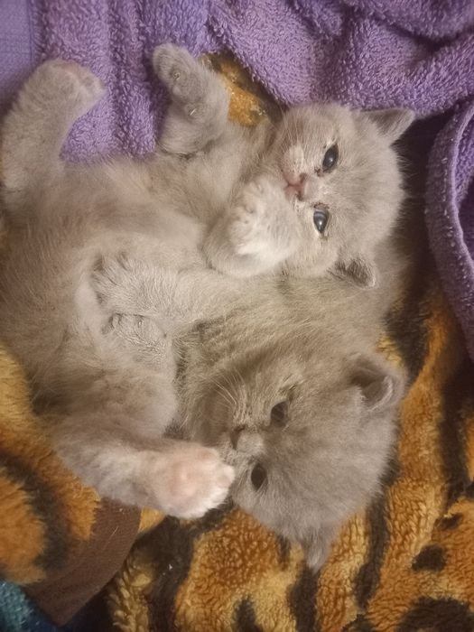 Шотландські кошенята