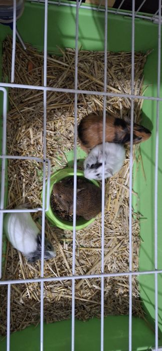 Продам морську свинку