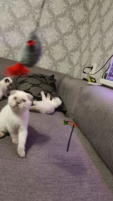 Продам кошеня скотіш фолд  колор поїнт блу