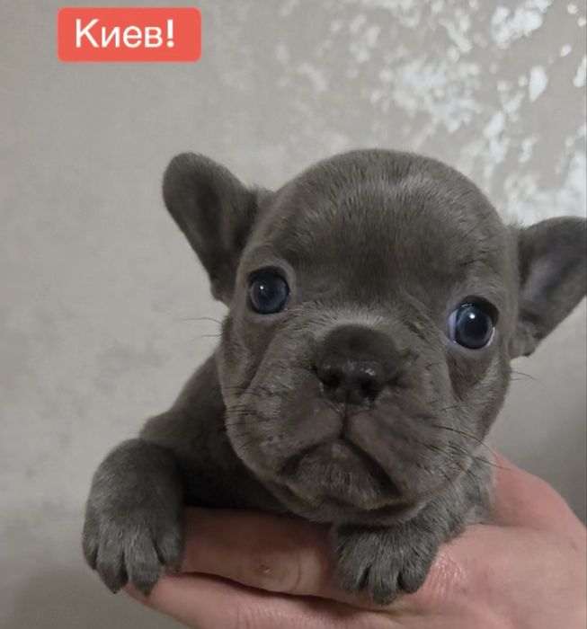Девочка француского бульдога! Голубая без тигры и белого