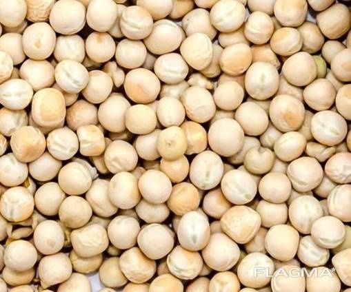 Горох зимуючий НС Мороз