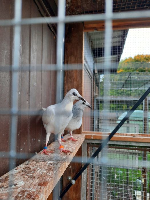 Sprzedam gołębie srebrniaka,jasne.