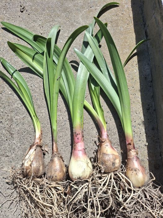 Домашня рослина. Має дуже гарні червоні квіти