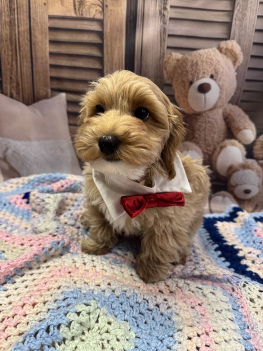 Maltipoo pies tata badania genetyczne