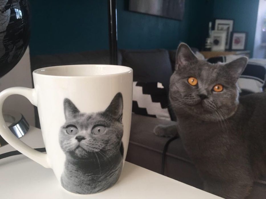 Kot kocur brytyjski reproduktor krycie / cena 500 zl