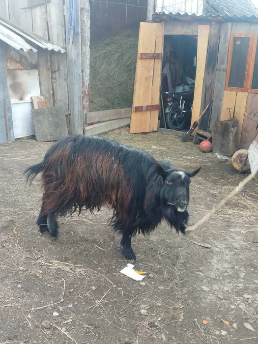 Цап для спарення