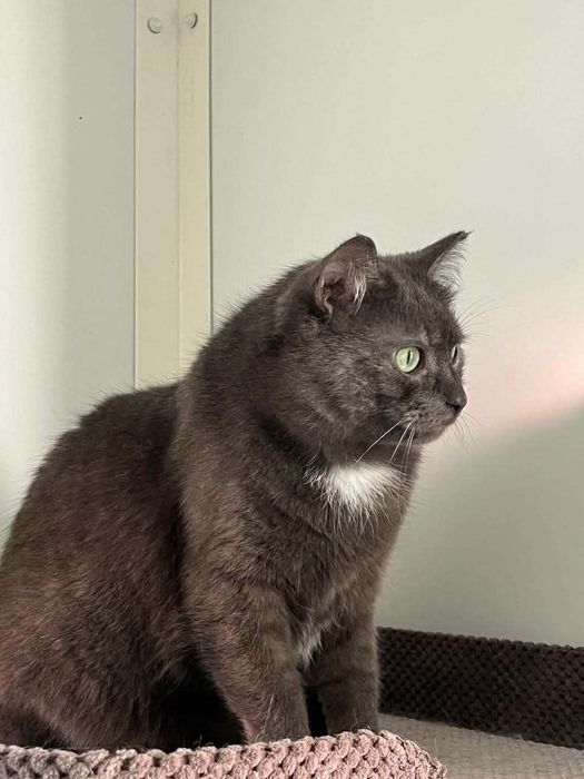 Персей шукає свій людину!