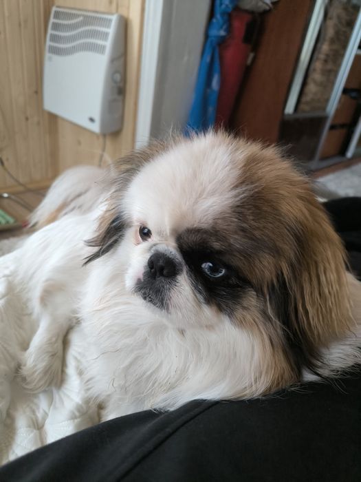 В'язка пекінеса !!