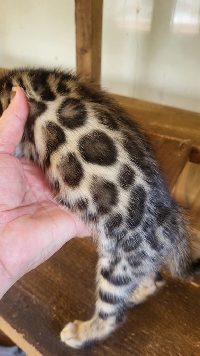 Бенгалы от клубных родителей.