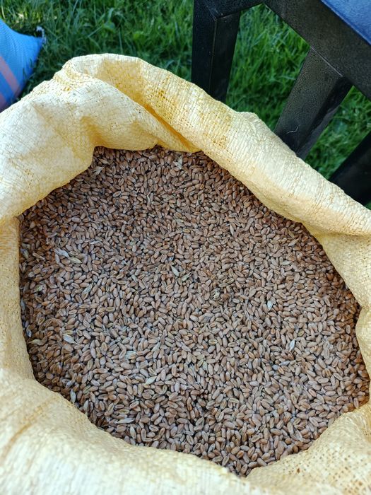 Pszenica ozima na sprzedaż