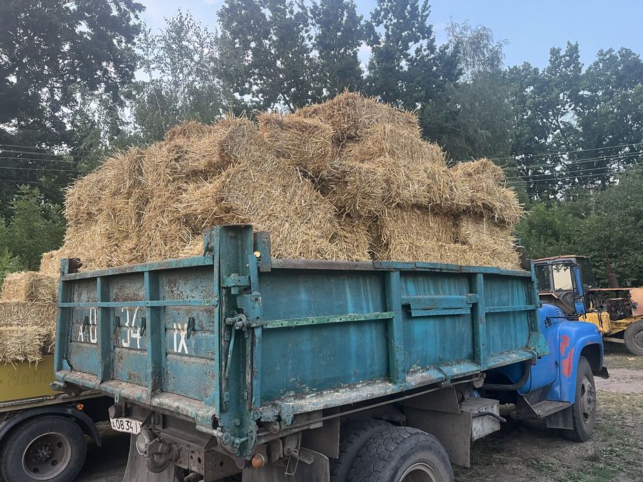 Солома пшенична тюкована та яшна