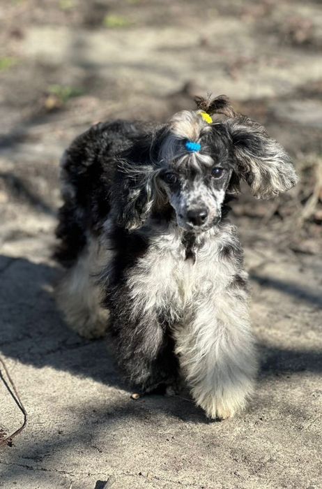 Пуделя той і карлікові на вязку.