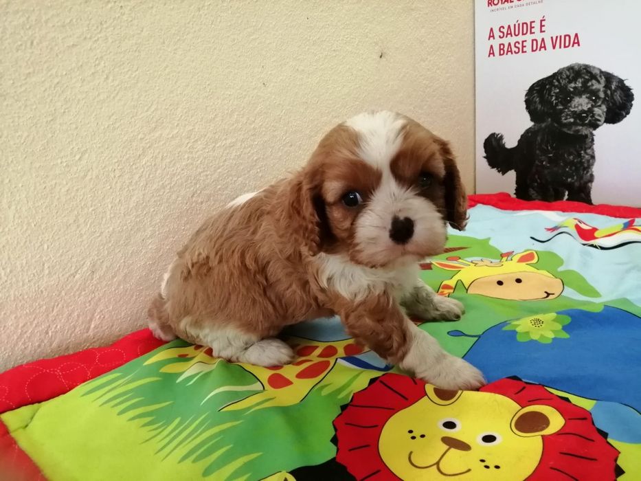 Cavalier King Charles spaniel
