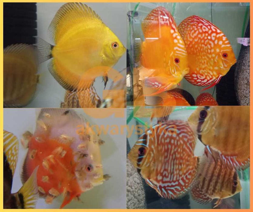 GB DYSKOWCE Paletka Red Turkus | Rozmiar "M" 5-6cm - dowóz ryb!