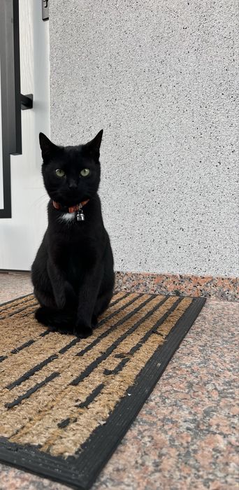 Piękna kotka do adopcji.