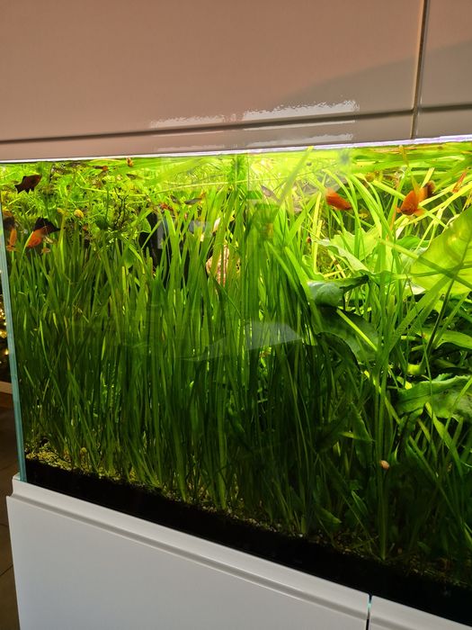 Trawa nurzaniec rośliny akwariowe