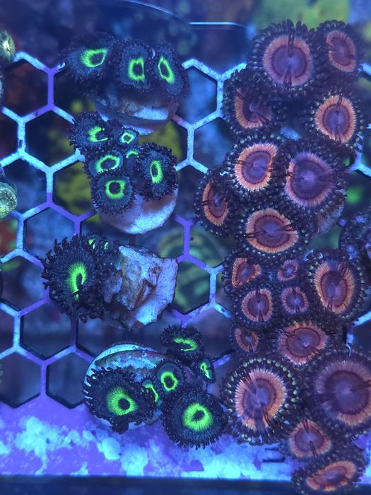 frags para aquario de agua salgada