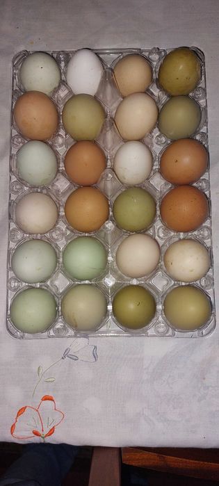 OVOS CASEIROS Criação 100% Biológica ricos em proteínas
