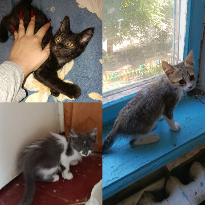 Симпатичные котята бесплатно. Котенок. Кот. Кошка. Даром