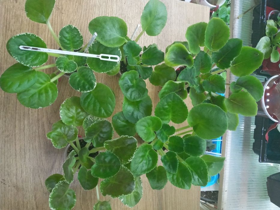 Фіалки сортові, набори