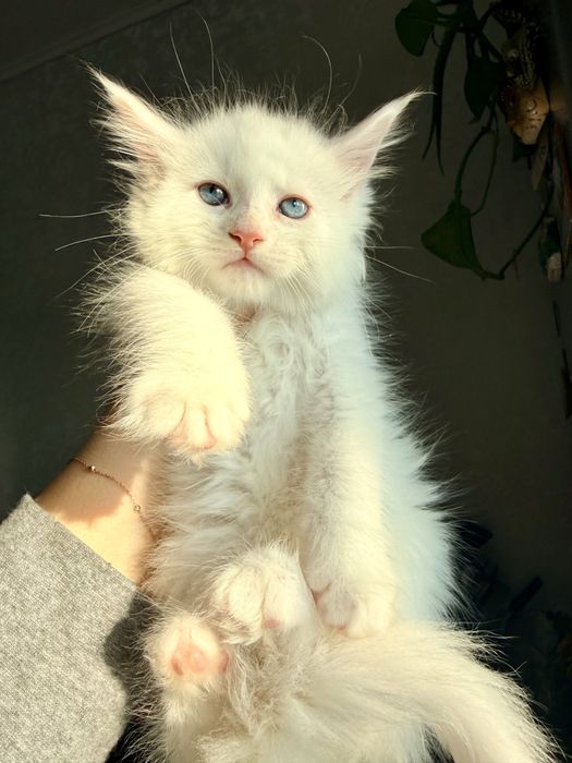 Мейн кун документи